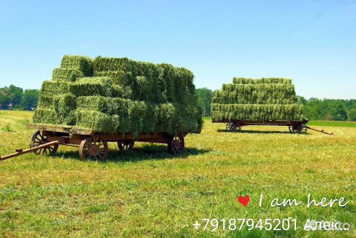 Сено в тюках