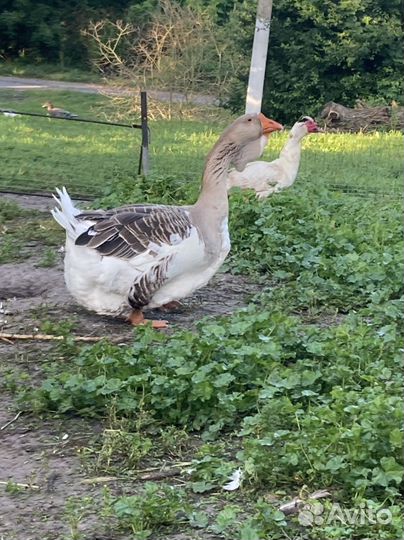 Холмогорские гуси