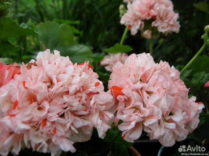 Продам пеларгонии