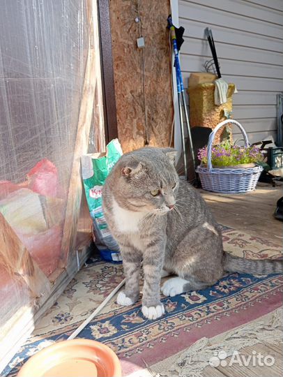 Вислоухий кот