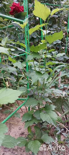 Гибискус садовый белый