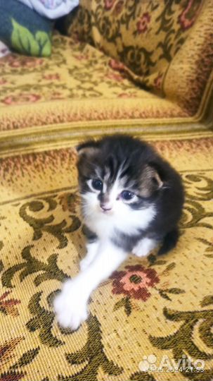 Вислоухая кошечка