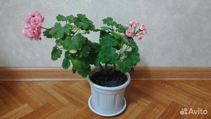 Пеларгония герань