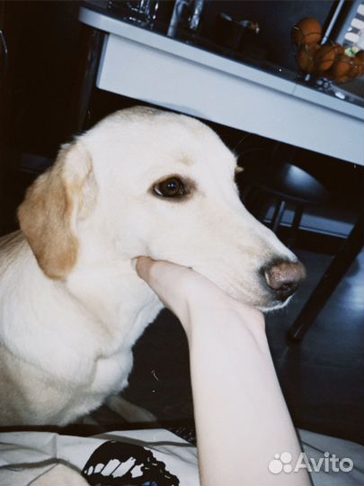 Метис лабрадора