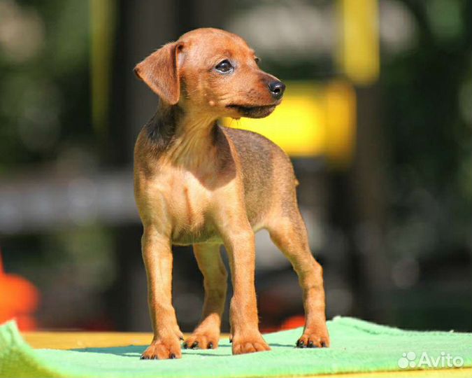 Щенки цвергпинчера