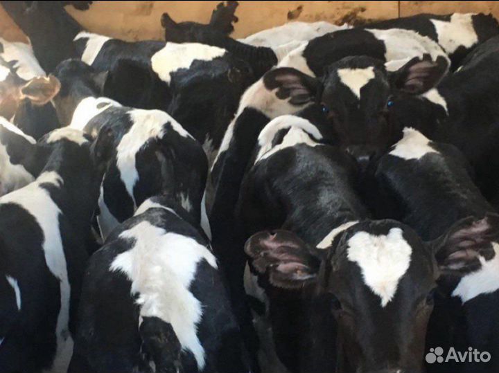 Бычки и телята