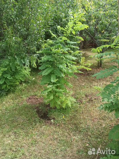 Белая Акация,саженцы