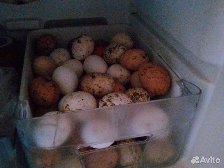 Молоко,яйцо