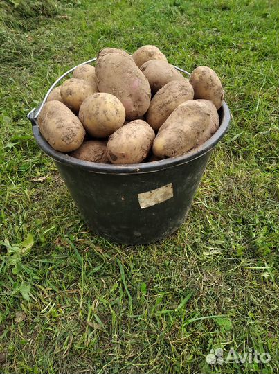 Картофель домашний