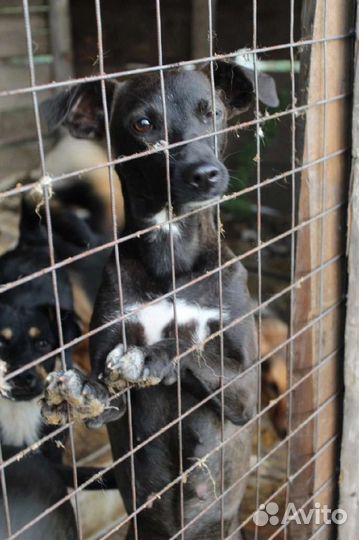 Ночка ищет дом