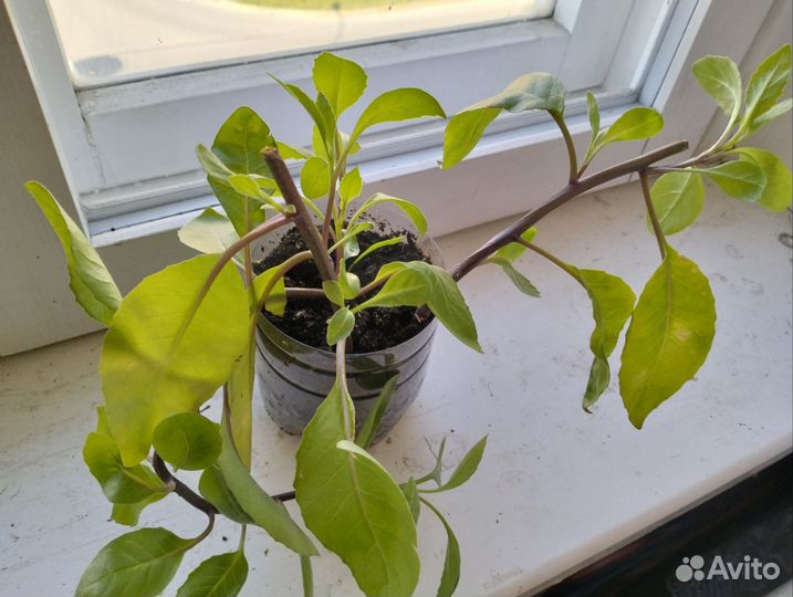 Джинура листья бога