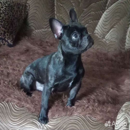 Вязка. французский бульдог, хаска