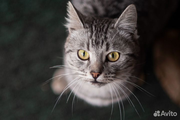 Молодой котик в добрые руки