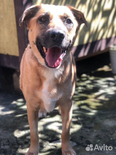 Знакомьтесь:Бася из приюта Некрасовка.Собака в дар