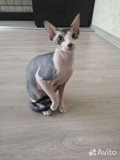 Донской сфинкс для вязки