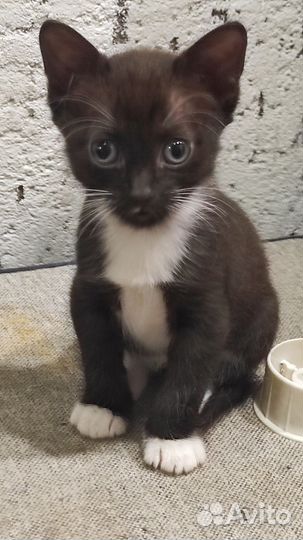 Котята Донской сфинкс
