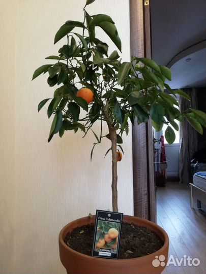 Мандаринчик