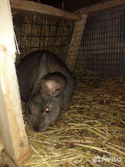 Кролики мясных пород