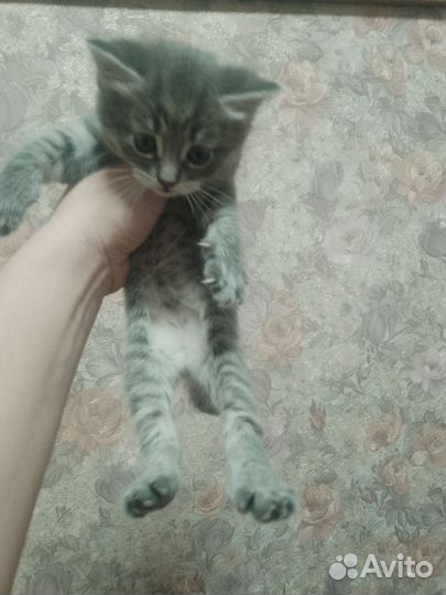 Шотландская вислоухая