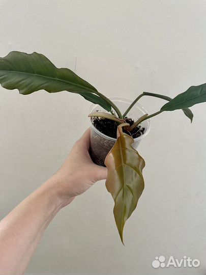 Филолендрон зеленая карамель (Плуто)