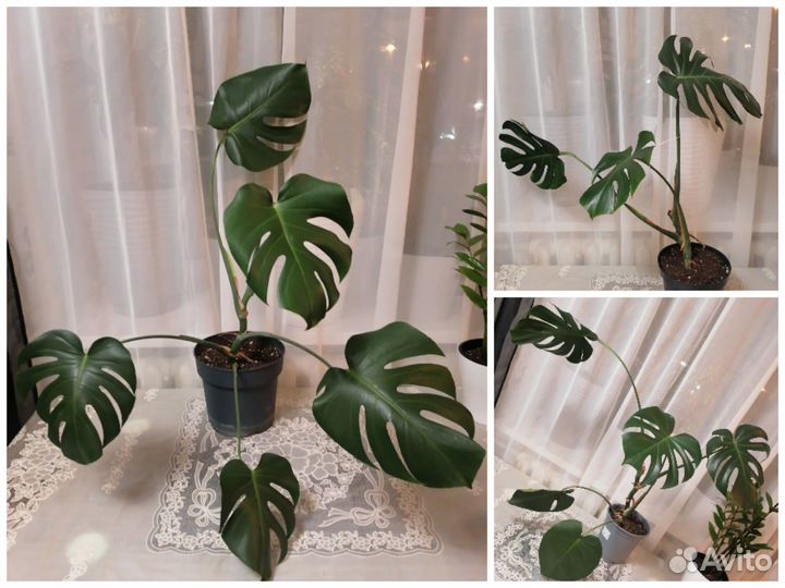 Монстера делициоза