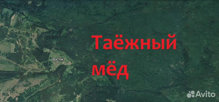 Мёд таёжный