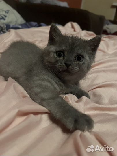 Шотландские прямоухие котята