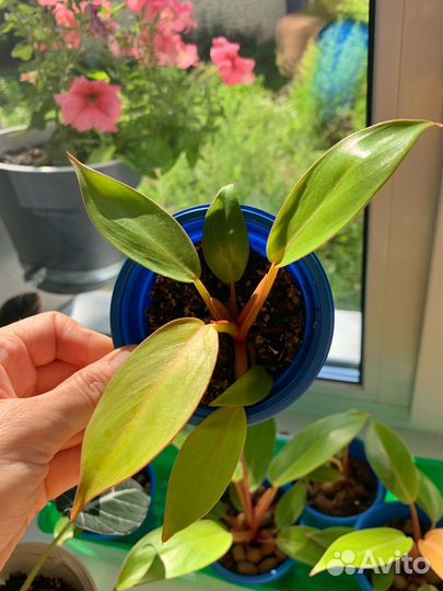 Филодендрон Принц Оранж