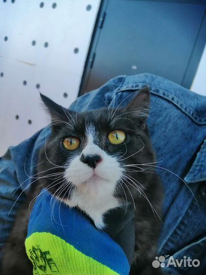 Котик ищет дом