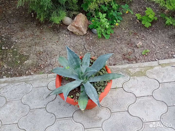 Голубая агава