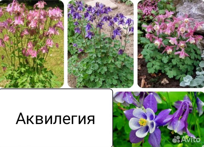 Цветы