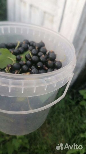 Черная смородина ягода свежая