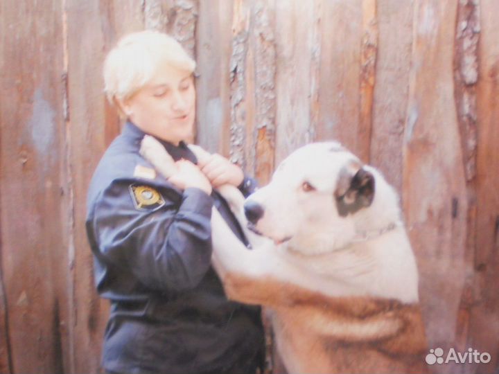 Дрессировка собак. Зоопсихолог