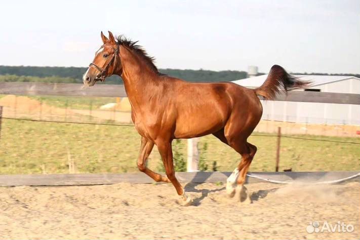 Продается кобыла от Weldfredа