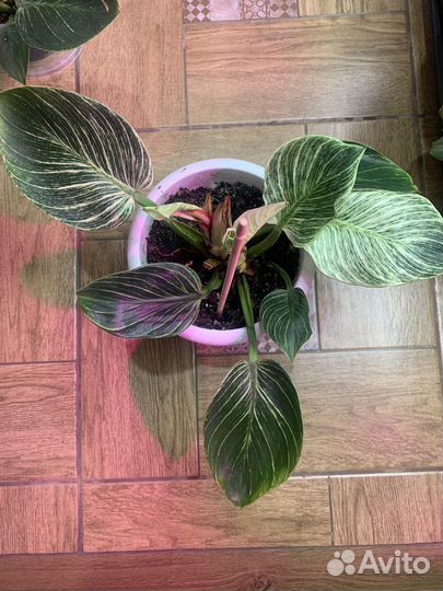 Филодендроны сортовые