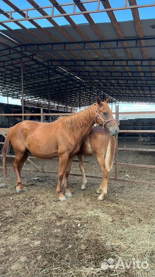 Кобыла с жеребчиком