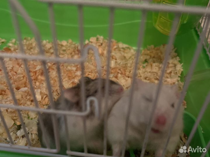 Хомячки с клеткой