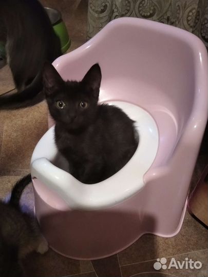 Котенок,мальчик