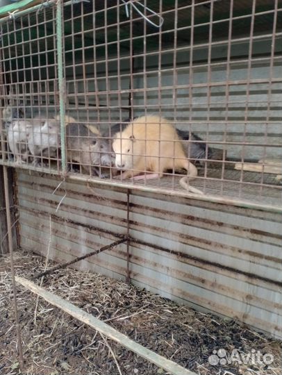 Нутрии самцы