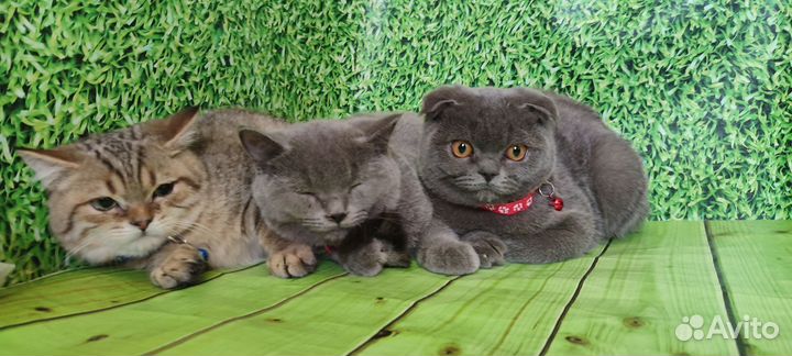 Шотландские котята