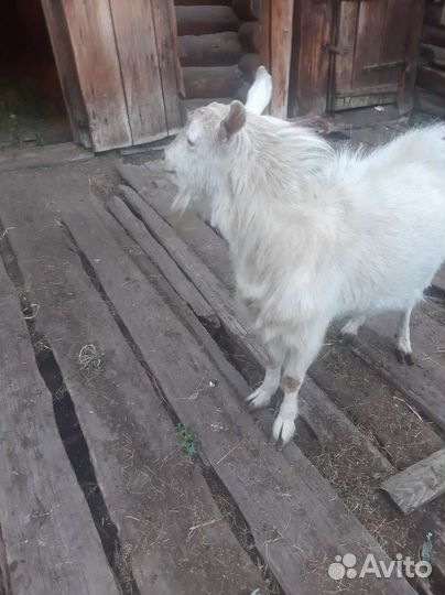 Козел зааненский