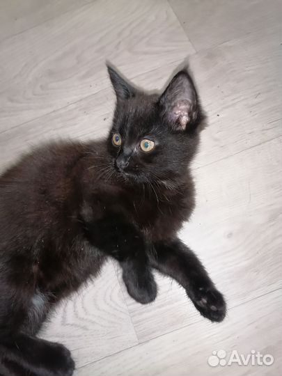 Котёнок мейкун