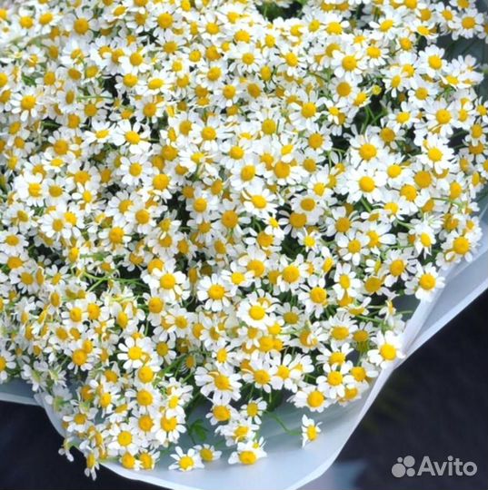 Матрикария