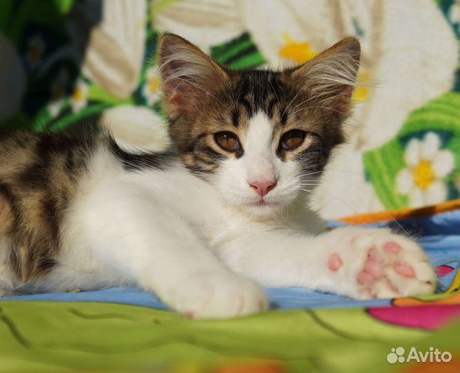 Котенок в добрые руки