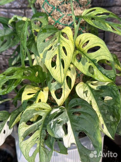 Монстера вариегатная адансона