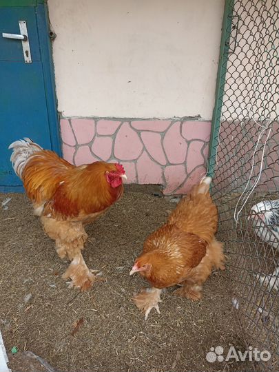 Продаю цыплят породы брама суточных