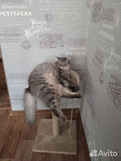 Отдам в добрые руки