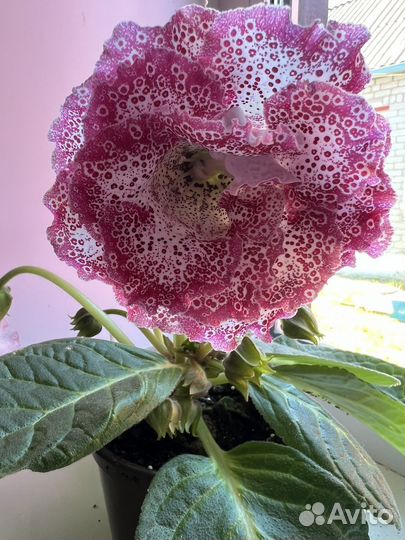 Глоксиния,фикус