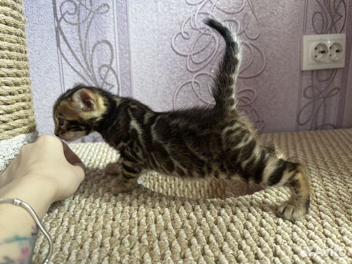 Бенгальские котята