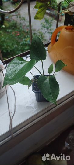 Антуриум розовый